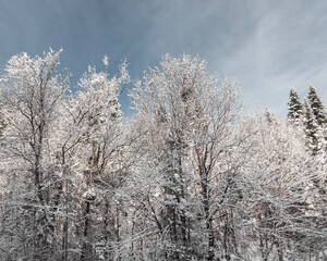 Amazing tree cover of snow in Quebec, Canada