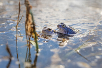 Blue Frog - Frog Arvalis on the surface of a swamp. Photo of wild nature.