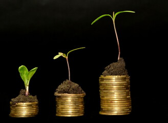 The business investment growth concept. tree piles of coins with small trees on black background