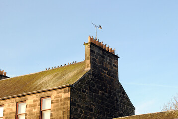 Stone Apartment Building with Rooftop Gathering of Pigeons 