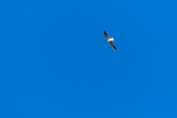 A seagull with outstretched wings flies high. The background is a blue sky without clouds.