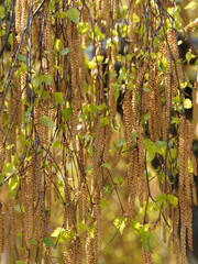 Betula pendula verrucosa | Bouleau blanc d'Europe ou bouleau verruqueux au feuillage triangulaire, pointu et denté sur de fins rameaux garnis de chatons mâles pendants