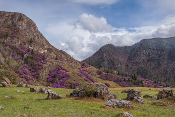 Fototapeta na wymiar rhododendron purple mountains spring
