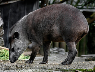 South american tapir on the lawn. Latin name - Tapirus terrestris