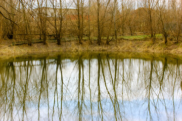 A scenic pond or lake in the forest. A row of bare trees, blue clouds with white clouds beautifully and blurred reflecting in the water. A picturesque landscape. Earth Day concept. High quality photo.