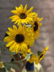 sunflower in the garden