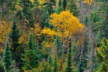 Fall's colorful trees