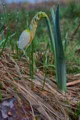 Dew covered white daffodil bud