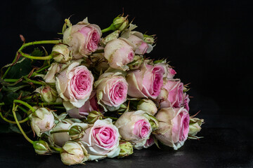 roses in black background
