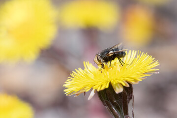 A fly (genus Gonia) gathers pollen from a coltsfoot flower at Lynde Shores Conservation Area in Whitby, Ontario.