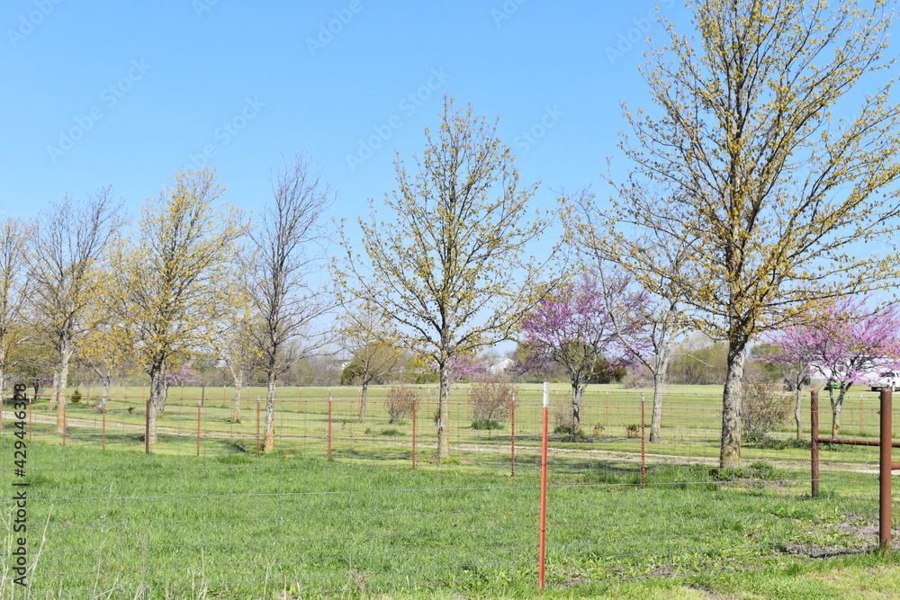 Sticker trees in a field