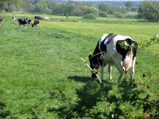 Schwarz-wei&szlig; geflecktes Milchvieh auf einer Weide. Schleswig-Holstein, Deutschland, Europa  --  
Black and white spotted dairy cattle in a pasture. Schleswig-Holstein, Germany, Europe