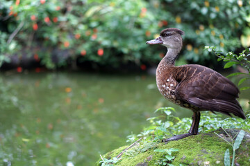 Mallard duck at the edge of the pond        