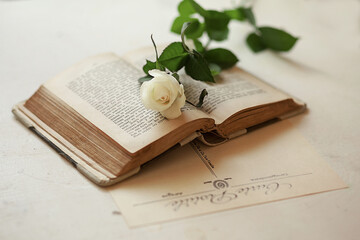 Fototapeta premium book with rose