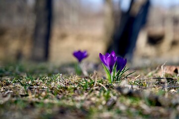 flowers in the woods