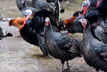 Turkeys on a farm walking around the yard, selective focus.