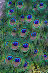 Obraz premium Peacock Train