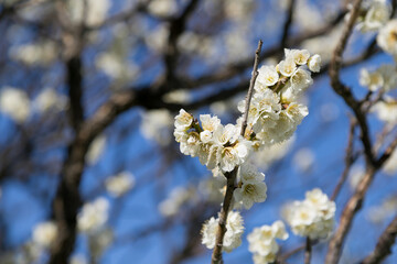 白い梅の花　千葉県習志野市　日本
