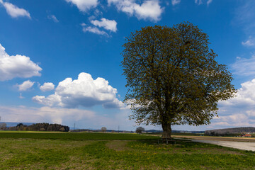 Fototapeta premium kastanienbaum murain ersigen auf dem feld
