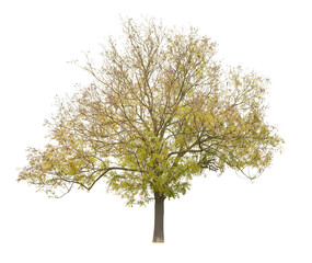 Honey Locust tree isolated on white background