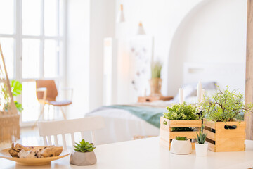 Houseplants in decorative boxes on the background of modern clean interior, place for your text