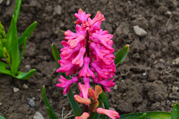 Hyacinthus blossoms in spring garden on beautiful spring background.