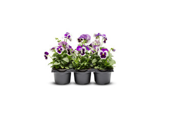 beautiful flowers in a pot isolated​ on white ​background​ with clipping​ path​