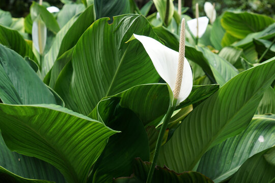 The Tranquil Peace Lily. White peace lily     