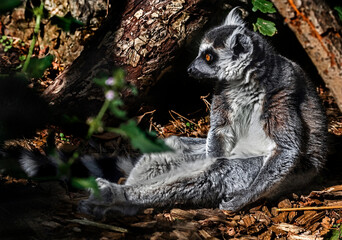 Ring-tailed lemur on the ground. Latin name - Lemur catta