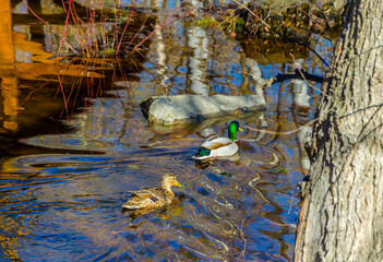 Duck in thawed spring water in the forest.