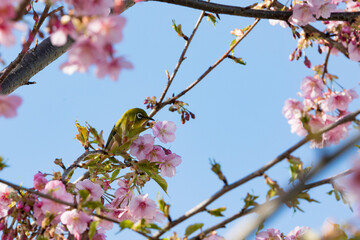 河津桜とメジロ　千葉県習志野市　日本