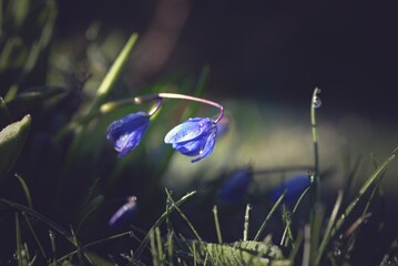 beautiful springflowers, squill, on the meadow on a sunny and frosty spring morning