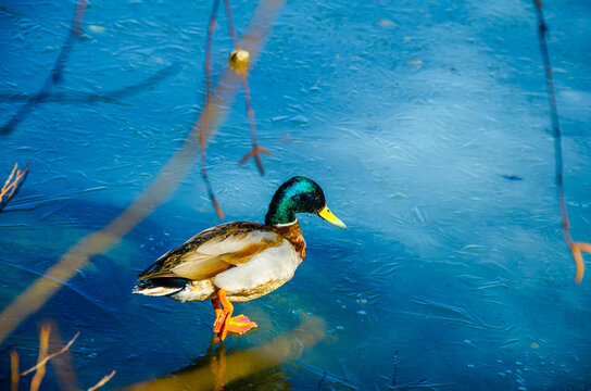 The Duck Is Standing On Thin Spring Ice.