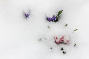 Flowers after snowfall at spring
