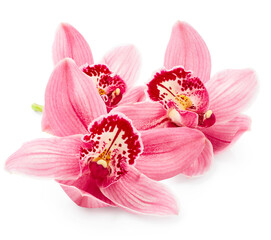 Beautiful pink orchid flowers isolated on white background