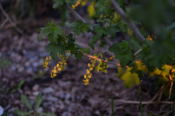 green leaves and inflorescences on a currant bush