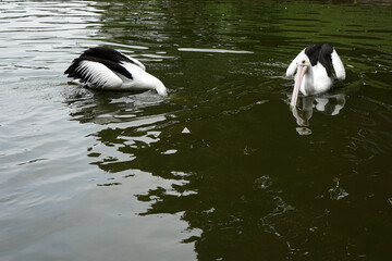 Pelican is looking for fish to eat in the lake 