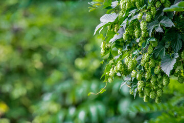  Fresh and Ripe Hops ready for harvesting. Beer production ingredient. Brewing concept. Fresh Hop over blurred nature green background with sun beams.