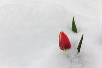 Flowers after snowfall at spring