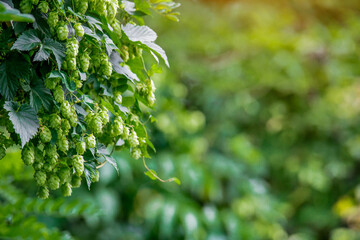  Fresh and Ripe Hops ready for harvesting. Beer production ingredient. Brewing concept. Fresh Hop over blurred nature green background with sun beams.