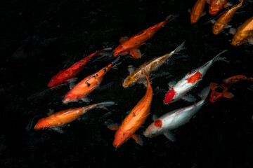 Detail of colorful Koi Fishs or Koi Carp swimming inside the fish pond at sunny day, Japanese fish species, Many colorful patterns, No focus, specifically