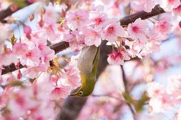 河津桜とメジロ　千葉県習志野市　日本