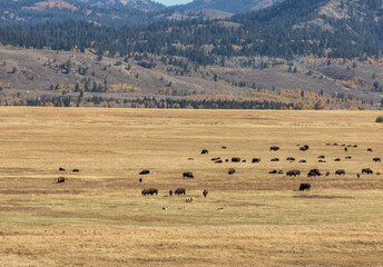 Fototapeta na wymiar Herd of Bison in Grand Teton National Park Wyoming in Autumn