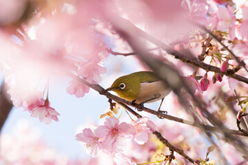 河津桜とメジロ　千葉県習志野市　日本
