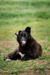 Fototapeta premium Black mongrel with a white spot on his chest and a tag in ear lies on the green grass and enjoys life. Charming vaccinated, healthy clean and sterilized street dog. Portrait of a mongrel dog.