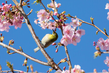 河津桜とメジロ　千葉県習志野市　日本