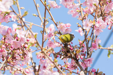 河津桜とメジロ　千葉県習志野市　日本