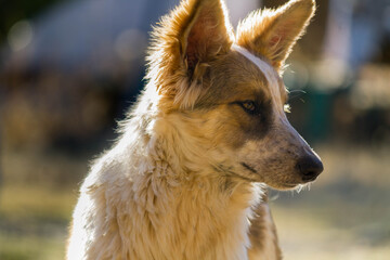 Obraz premium Dog puppie