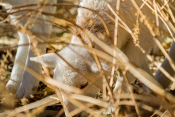Sheep