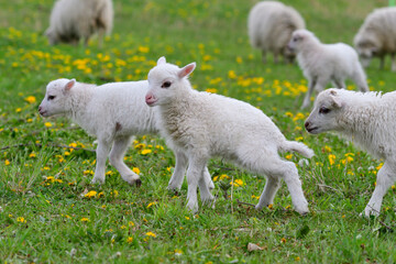 Obraz premium Die Ostpreußische Skudde mit Lamm